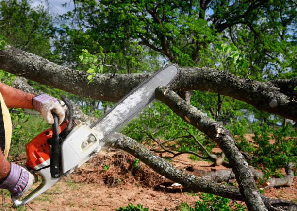 How Our Tree Care Process Works  in  Norwalk, OH